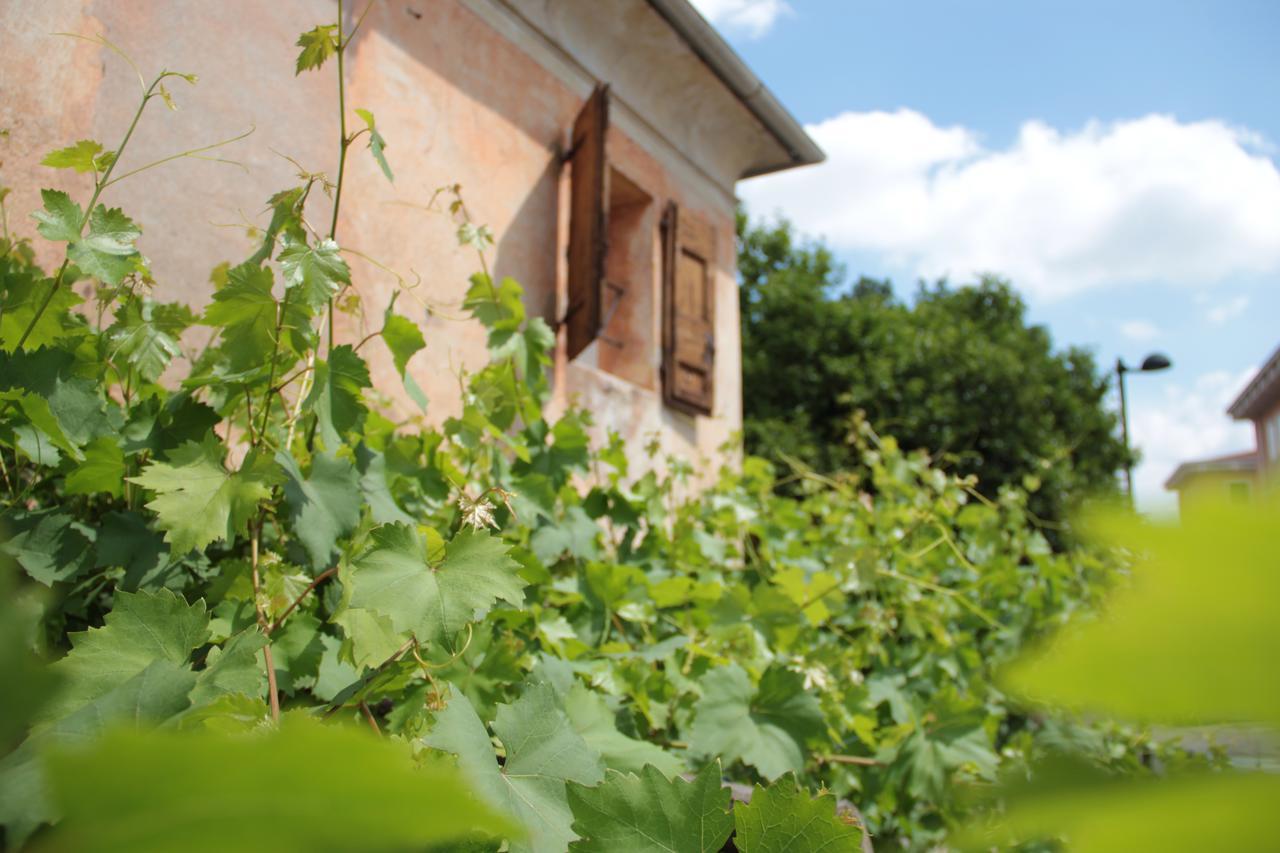 Vigna *